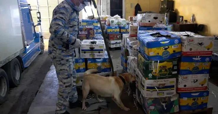 İrandan Rusiyaya aparılan qarpızın içindən narkotik çıxdı VİDEO