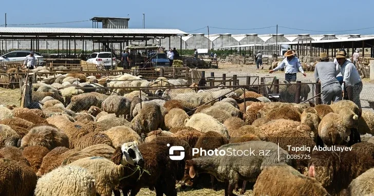 В Азербайджане вновь открылись скотные рынки и возобновлен импорт из Грузии: что ждёт цены на мясо?