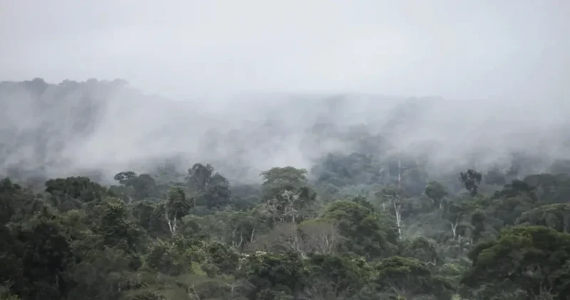 Amazon meşələrində onmilyonlarla ildir görülməyən proses baş verir