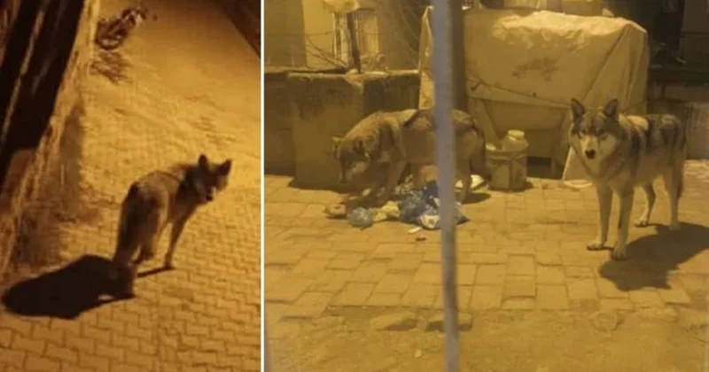 Ankarada yemək tapa bilməyən canavarlar insanların yaşadıqları ərazilərə gəldilər