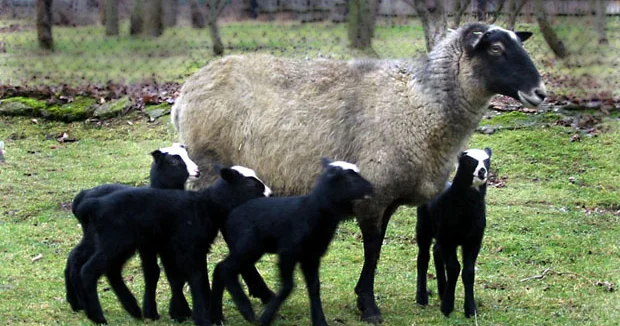 Azərbaycanda yerli qoyun cinsləri məhv olmaq üzrədir