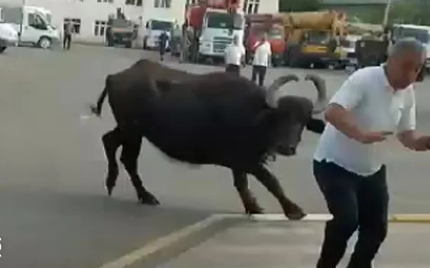 Bərdədə camış kişiyə hücum etdi