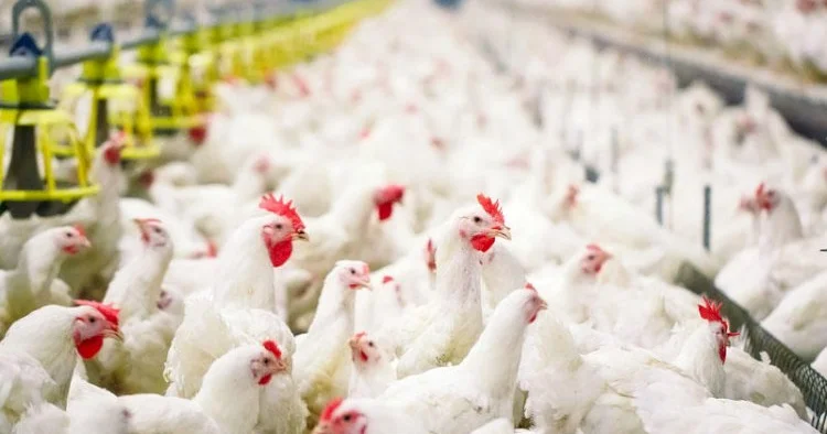 Ekspertlərdən quş əti bazarındakı qiymət artımı ilə bağlı AÇIQLAMA