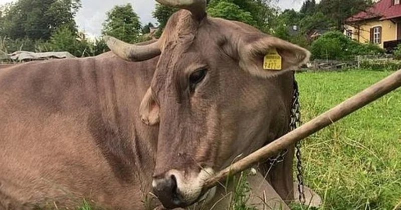 Самая умная корова обитает в Австрии Minval Politika