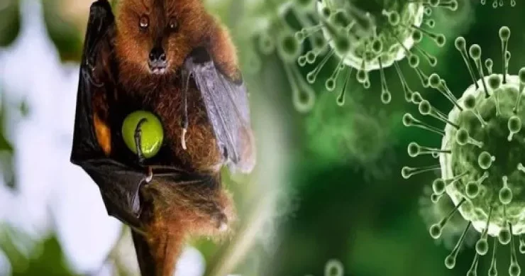 Ölümcül Nipah virusu haqqında nə bilmək lazımdır