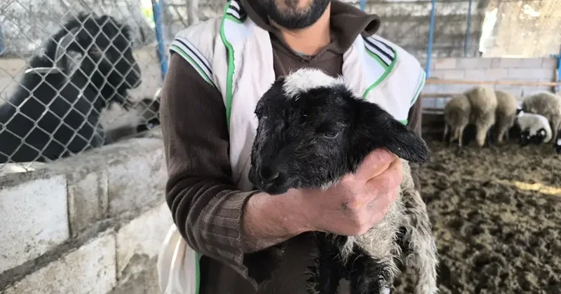 İnanılmaz: Quzu iki başlı, dörd gözlü dünyaya gəldi