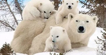 Şpitsbergendəki ağ ayılar dörddə bir əsrdə kökəliblər...