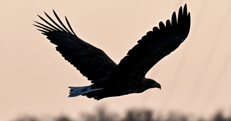 Quşlar Yer kürəsində dinozavrlardan daha əvvəl peyda olmuş ola bilər...