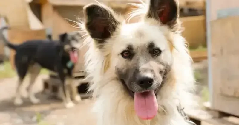 Более 6 тысяч алматинцев пожаловались на укусы животных В 2025 году