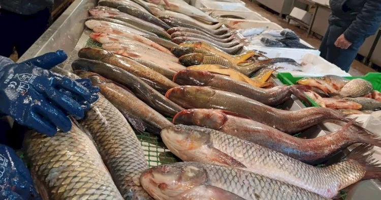 Bazarlarda 5 manata satılan məşhur balıq Nəcislə qidalanır?