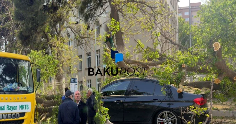 Liseyin həyətində nəhəng ağac aşdı Təşviş yarandı FOTO