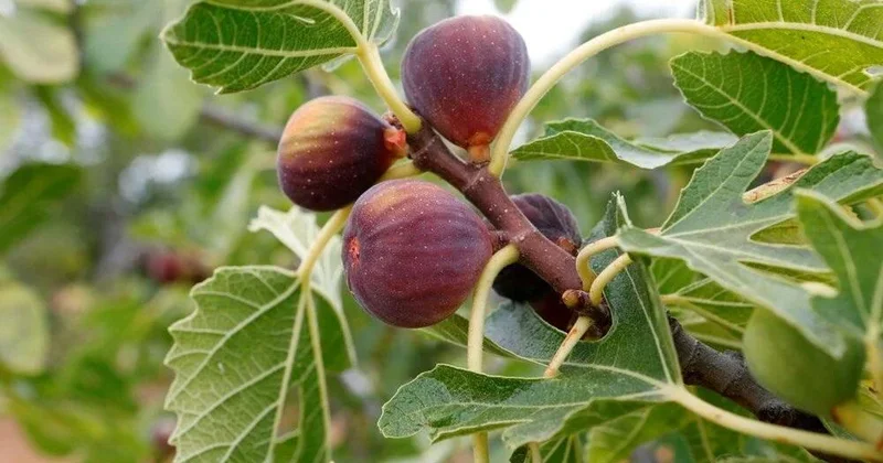 Hər gün 1 ədəd əncir yeməyin bədənə təsiri: 7 möhtəşəm səbəb