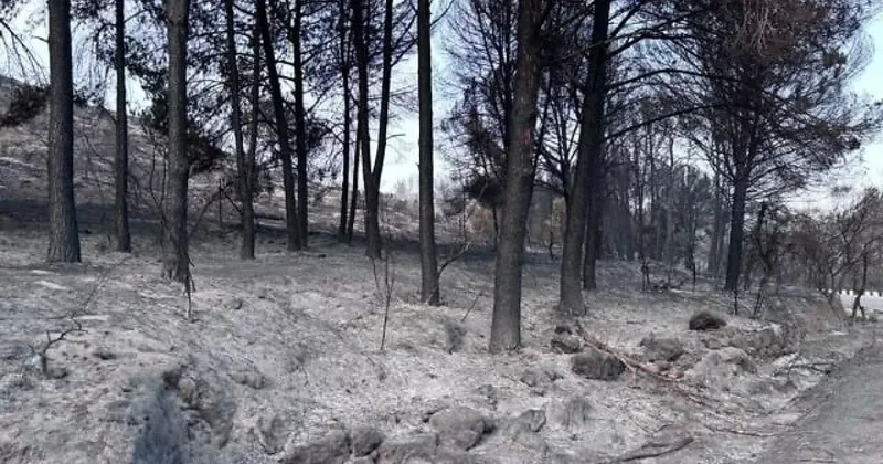 В лесных пожарах в Израиле выгорели более 2 тысяч гектаров
