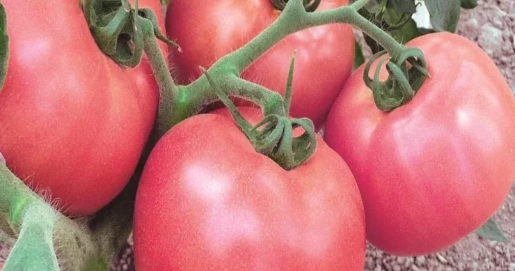 Ən yaxşı yüksək məhsuldar pomidor sortları Qulluq LAZIM DEYİL