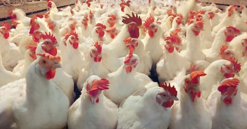 Quş ətinə qadağa: Azərbaycanda virusun yayılma təhlükəsi... Açıqlama