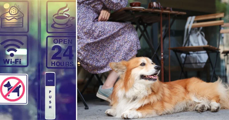 С собакой нельзя : почему Баку пока не готов к pet friendly культуре?