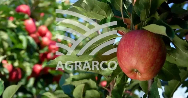 Agrarco şirkətinin ixrac gəliri 5 dəfəyə yaxın artıb