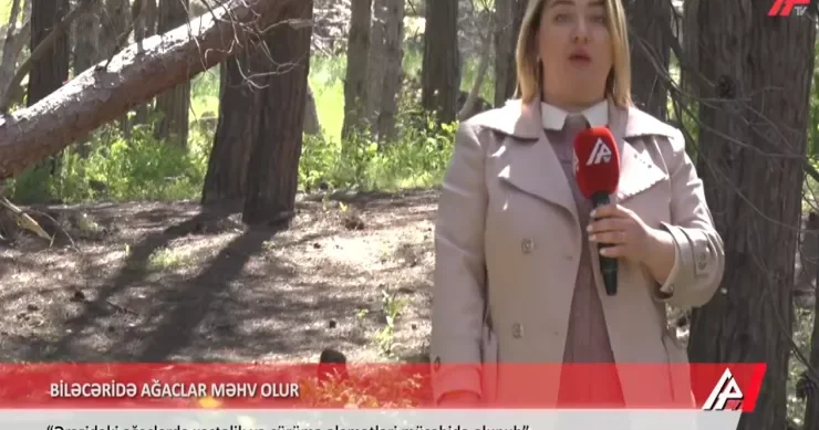 Biləcəridə “Şam parkı” quruyur VİDEO