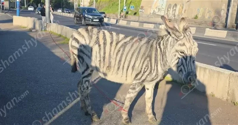 Замеченная в Ереване зебра оказалась окрашенным ослом ВИДЕО