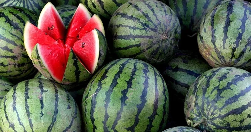 Qarpız seçərkən fikir verin: Belə səs çıxırsa...
