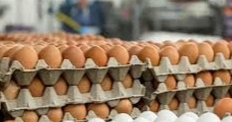 Yumurta kartonlarını təkrar istifadə etməyin sağlamlığınız risk altındadır!