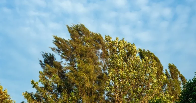 Azərbaycanda sabah güclü külək əsəcək XƏBƏRDARLIQ