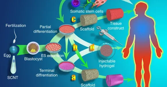 Yeni kəşf edilən biomaterial bərpa olunan enerji istehsalında inqilab yarada bilər