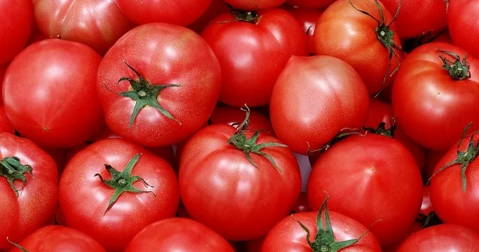 Azərbaycanın pomidor ixracından gəlirləri 5% artıb