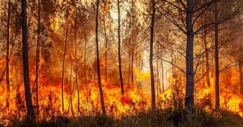 Во Франции площадь лесных пожаров достигла 700 гектаров