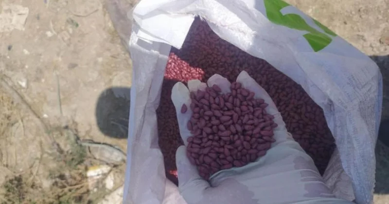 Uyğunsuzluq aşkarlanan pambıq toxumu partiyası məhv edilib