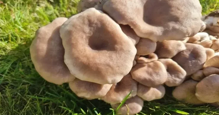 5 zəhərli göbələk Onları necə seçmək olar?
