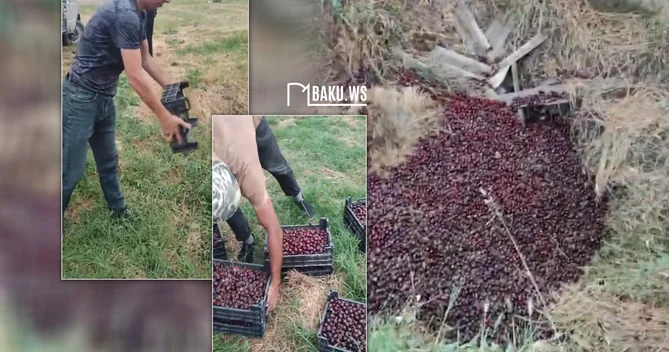 Xaçmazda məhsul sahədə qaldı: Gilaslar xarab oldu