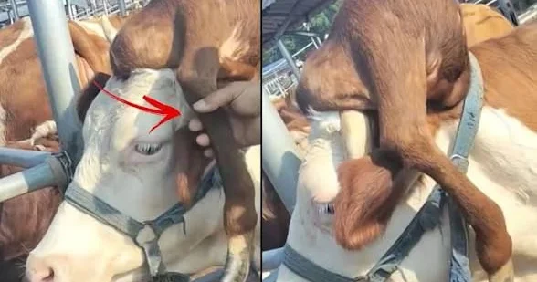 Görənlər bir daha baxırlar: İnəyin başında "ayaq" çıxdı