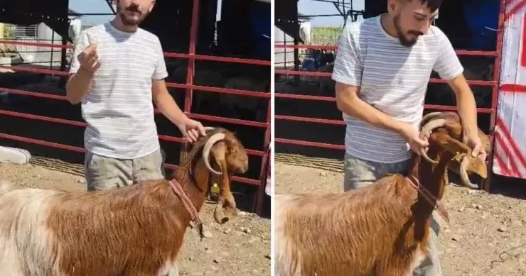 Qulağından buynuz çıxan keçi görənləri heyrətləndirdi VİDEO