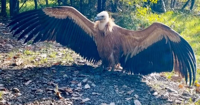 Zəngəzurda nadir quş növü tapıldı FOTO