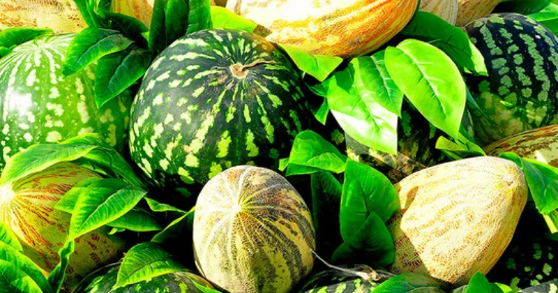 Qarpız və yemiş məhsulları üzrə monitorinqlər keçirildi