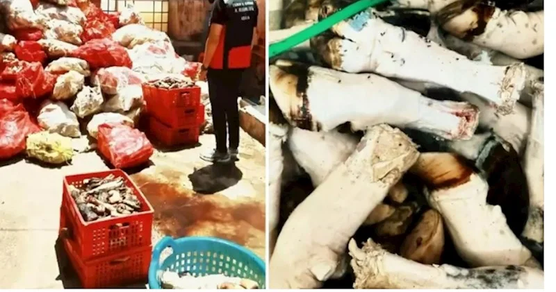 At və eşşək ətinin satışı ilə bağlı DAHA BİR QALMAQAL FOTOLAR