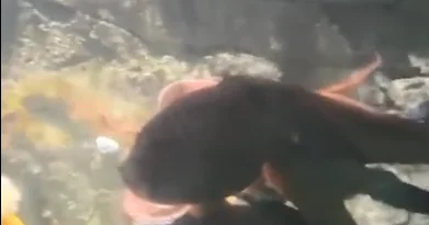 Осьминог напал на ребенка в океанариуме ВИДЕО