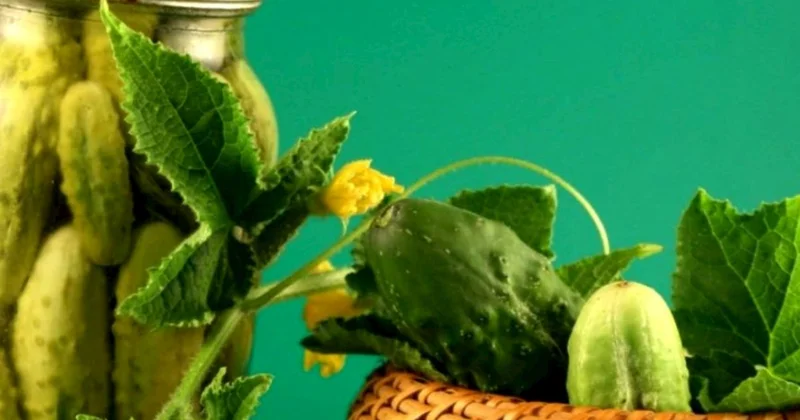 Xiyar turşusu niyə yumşalır? Bu üsulla hazırlasanız, belə problem yaşamayacaqsınız