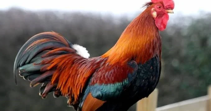 Xoruzunu vurdular qoltuğuna