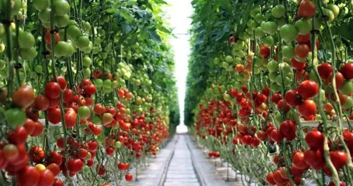 “Agroterm” MMC Nizamnamə kapitalını 2 milyon azaldır