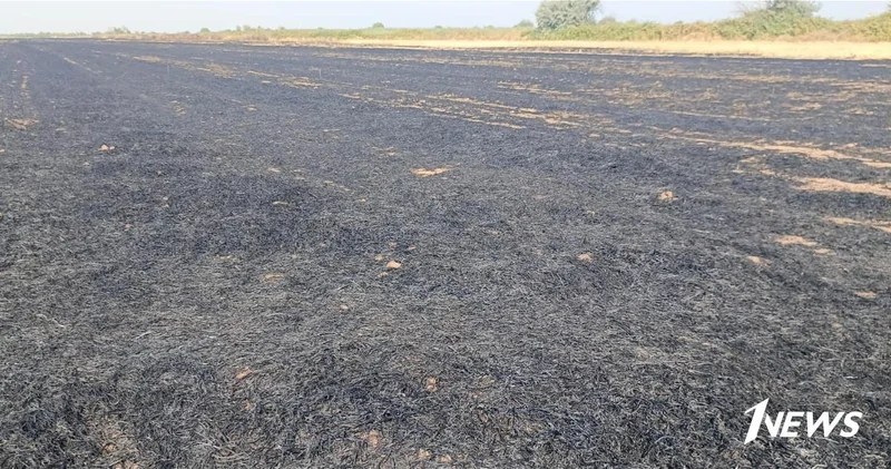 Пойман поджигатель урожая в Бейлягане