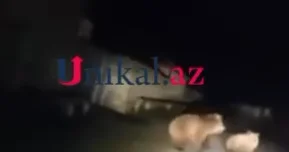 İsmayıllıda ayılar kənddə göründü VİDEO