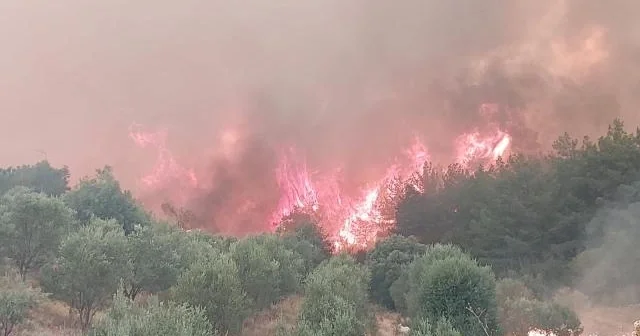 Türkiyədə ötən ay başlayan meşə yanğını davam edir