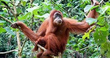Orangutanlar böyüklərə baxaraq rahat yuvalar qurmağı öyrənirlər...