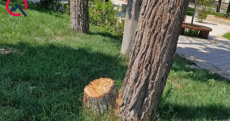 Gəncədə parkda 12 ağac niyə kəsilib?