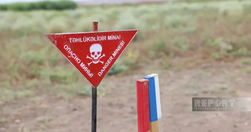 Azad edilmiş ərazilərdə minaaxtaran itlərdən istifadə olunacaq