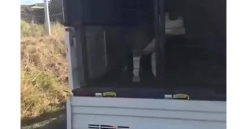 Türkiyədə iti əlindən alınan qadın özündən çıxdı (Video)