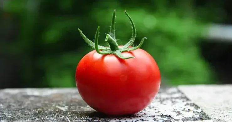 Orqanizmimiz pomidor qəbuluna necə reaksiya verir?