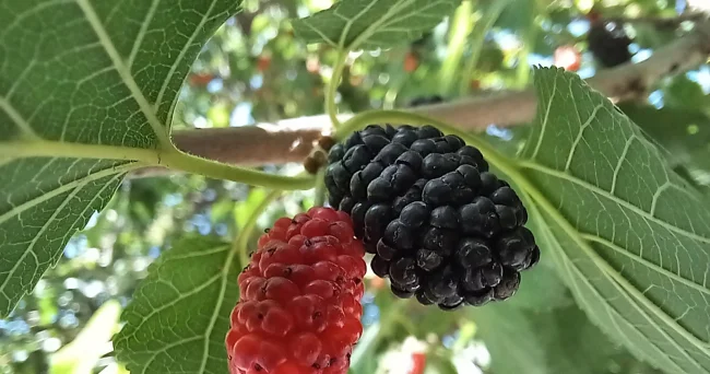 Tutun tərkibindəki maddələr sağlamlıq üçün niyə vacibdir?
